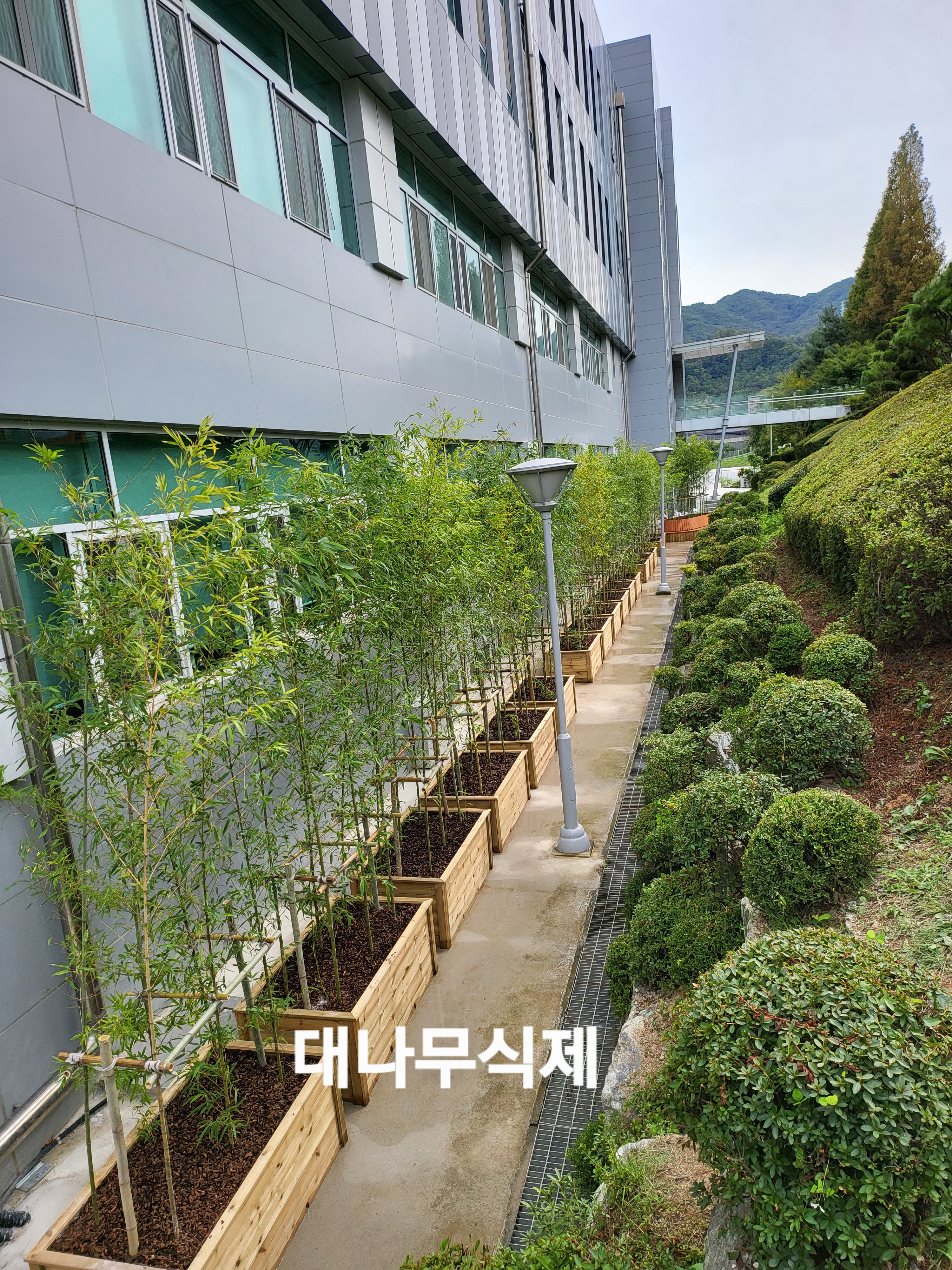 대나무 식재