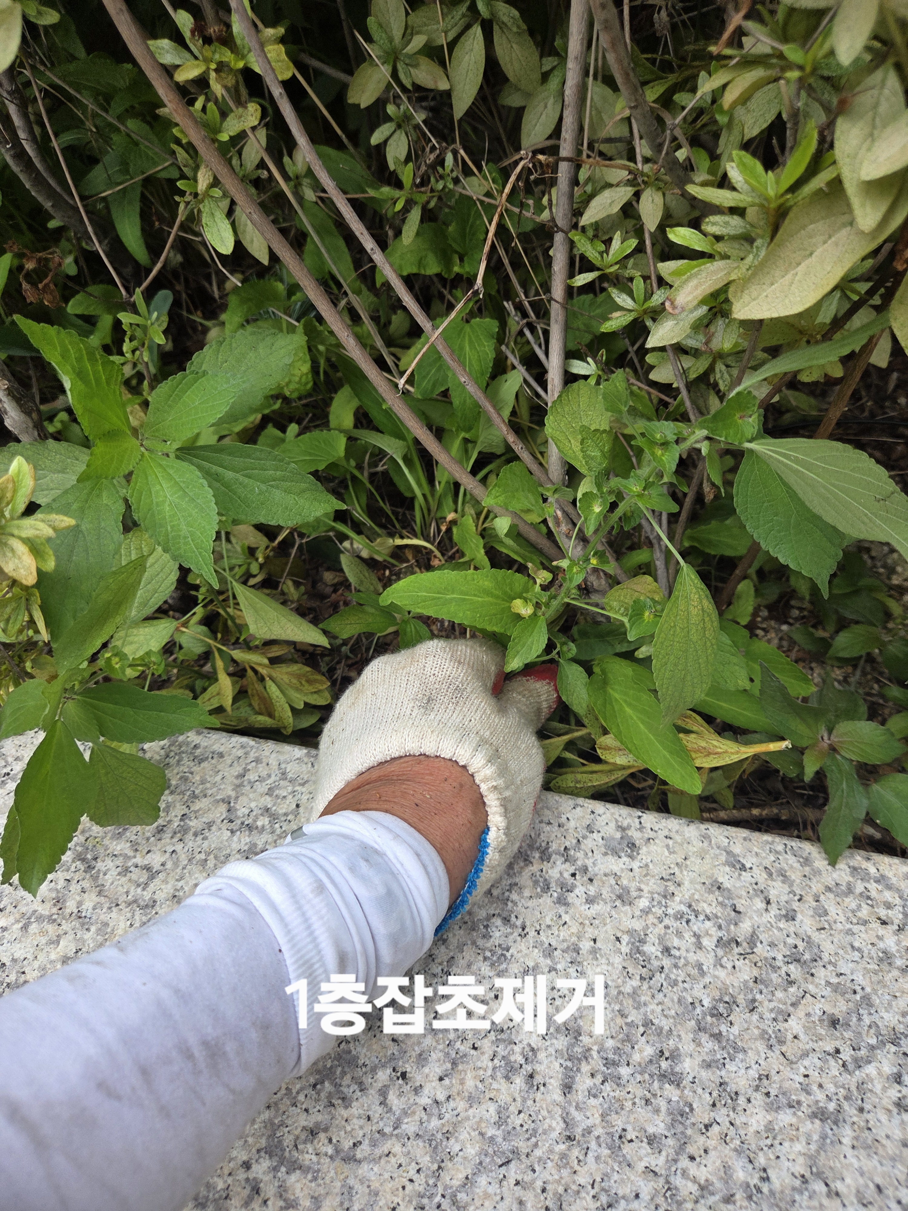 잡초 제거
